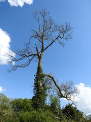 Single tall tree without leaves against a blue sky with clouds