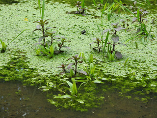 Water plants on the pond water