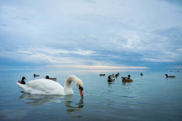 Obraz na płótnie Canvas swans and duck on lake Balaton, Wildlife of the lake