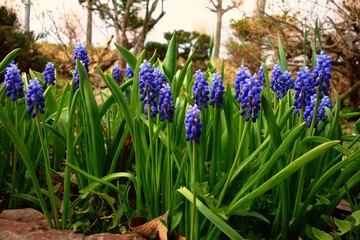 庭先の青い小花達