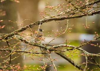 Bourgeon du printemps
