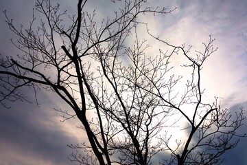 Fototapeta na wymiar 春の曇り空と老木