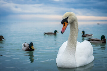 mute swan in winter in the company of ducks on lake Balaton, swan of Balaton from close up, European wildlife