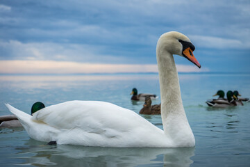Plakat Cygnus olor, mute swan on lake Balaton, swan from closeup