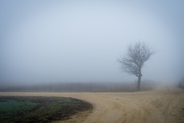 Obraz na płótnie Canvas Lonely tree on a foggy day at a crossroads