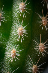 Cactus from closeup, Macro photo about the spikes of a cactus