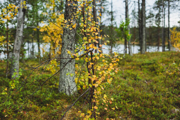 Swedish autumn fall vibrant landscape, Kurravaara in Norrbotten county, Kiruna Municipality, Northern Sweden
