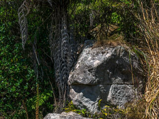 A beautiful rock with lush foliage growing on the Coromandel Peninsula, New Zealand