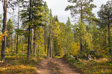 Fototapeta na wymiar Swedish autumn fall vibrant landscape, Kurravaara in Norrbotten county, Kiruna Municipality, Northern Sweden