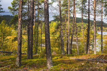 Fototapeta premium Swedish autumn fall vibrant landscape, Kurravaara in Norrbotten county, Kiruna Municipality, Northern Sweden