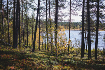 Swedish autumn fall vibrant landscape, Kurravaara in Norrbotten county, Kiruna Municipality, Northern Sweden