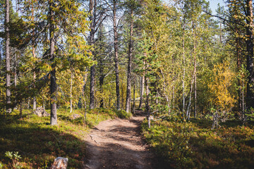 Swedish autumn fall vibrant landscape, Kurravaara in Norrbotten county, Kiruna Municipality, Northern Sweden