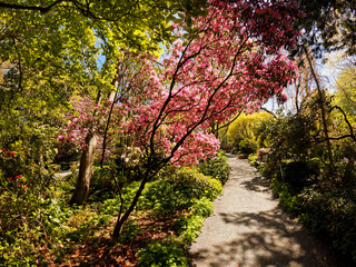 Public grounds of Finnerty Gardens in Victoria BC during rhododendron bloom 