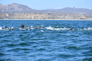 Gran grupo de delf&iacute;n com&uacute;n y aves marinas en el norte peruano. 