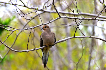 Mourning dove