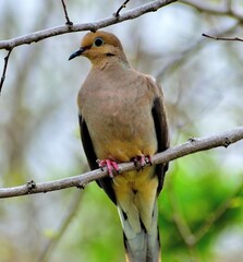 Mourning dove