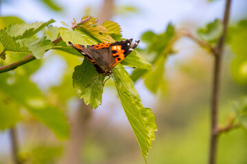 Vanessa indica pertenece a la familia Nymphalidae