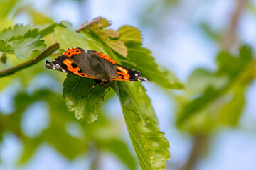 Vanessa indica pertenece a la familia Nymphalidae