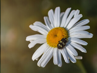 Obraz premium Flowers