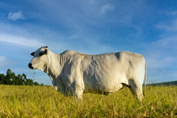 Nelore cow on pasture with blue sky