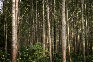 Fototapeta na wymiar forest in the Velence mountains in summer, hungarian forest