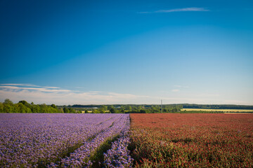 half red, half purple field near veszprem, colorful agricultural fields at summer