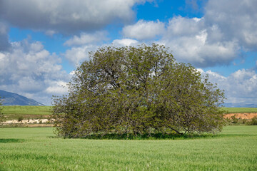 Large centenary holm oak in a meadow with the mountains in the background one sunny spring morning in Andalucia (Spain)