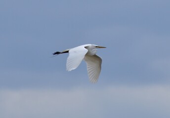 Egret