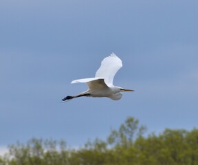 Egret