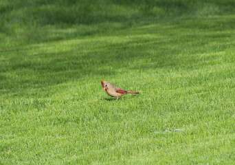 Northern Cardinal female