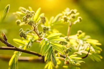Ash-tree blossoms in springtime. Leaves on sunset.