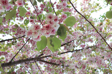 Cherry blossom tree