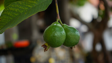 Close up of guava fruit