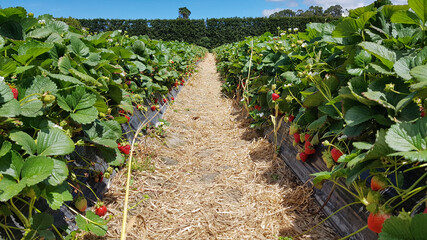 Fototapeta na wymiar Harvest time at a strawberry farm