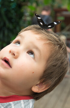 Little boy looking at a butterfly sitting on his head