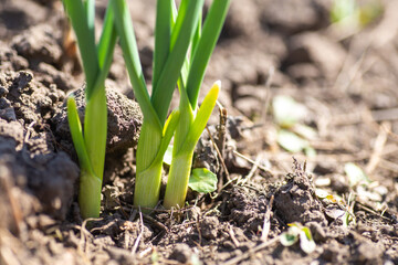 Green onion sprouts growing in black-earth garden close-up. good harvest of vegetables in spring.