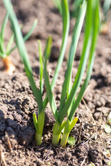 Green onion sprouts growing in black-earth garden close-up. good harvest of vegetables in spring.