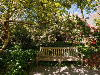 Bench on the public grounds of Finnerty Gardens in Victoria BC during rhododendron bloom 