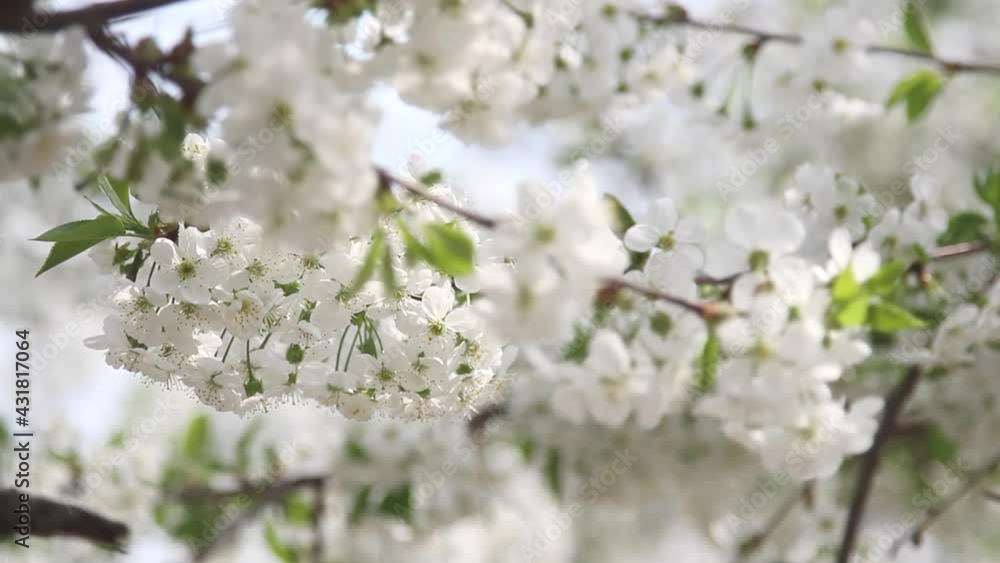 Poster branches of a flowering apple tree in the open air. beautiful floral spring abstract nature backgrou