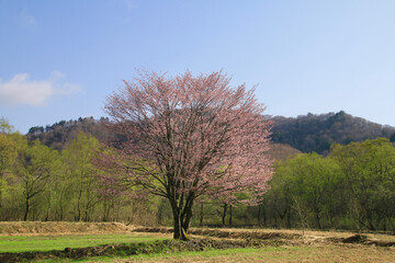 桧原の一本桜（福島県・裏磐梯）