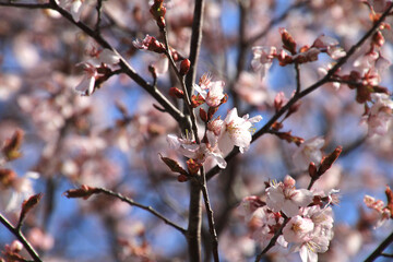 桧原の一本桜（福島県・裏磐梯）