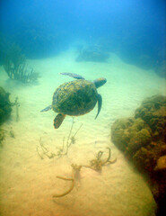 underwater sea turtle , caribbean sea , Venezuela