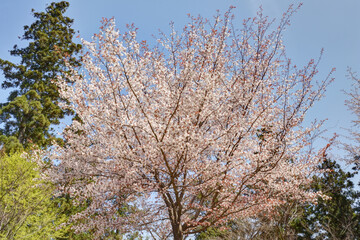 Obraz na płótnie Canvas 吉野山の桜