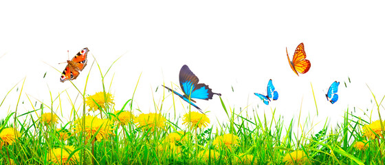 Beautiful nature view of butterfly on blurred background in garden.