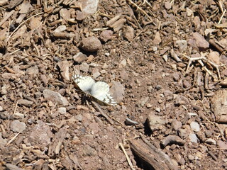 mariposa. butterfly.