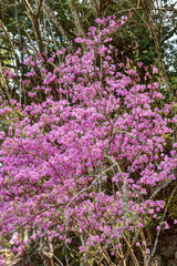 吉野山のミツバツツジ