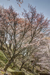 Fototapeta premium 吉野山の桜