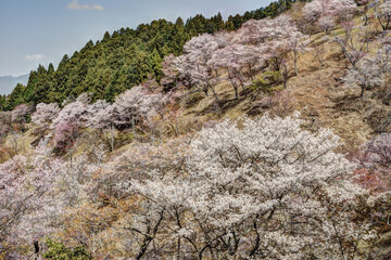 吉野山の桜