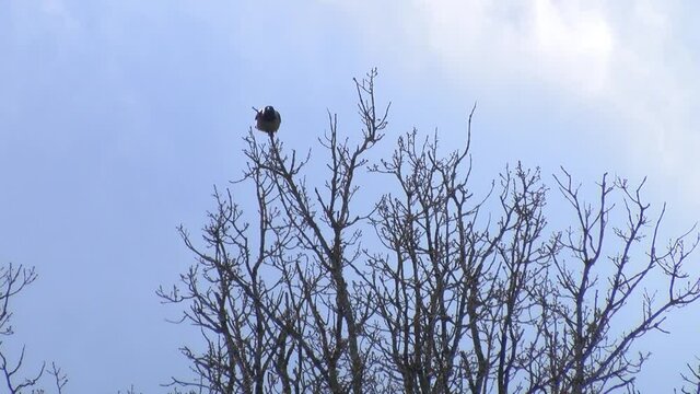 The crow sat on a tree branch and flew away