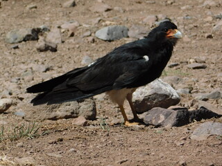 vulture on a rock